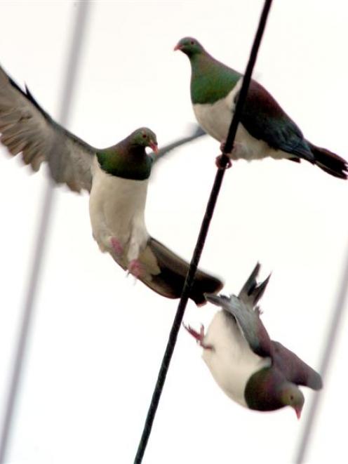 Kereru. Photo by Stephen Jaquiery.