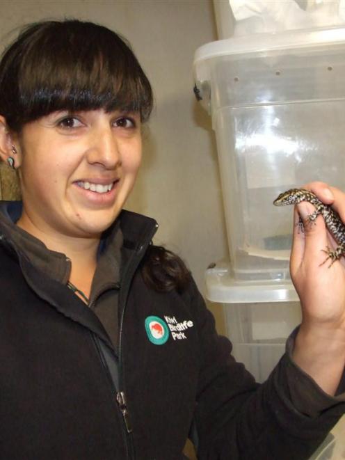 Kiwi Birdlife Park assistant manager Nicole Kunzmann holds an Otago skink. Photo by Christina...