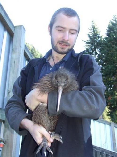 Kiwi Birdlife Park wildlife manager Paul Kavanagh prepares to put kiwi Nyoni into a travel box...