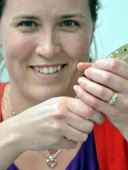 University of Otago zoology research assistant Dr Erin Damsteegt moves a giant kokopu fish into...
