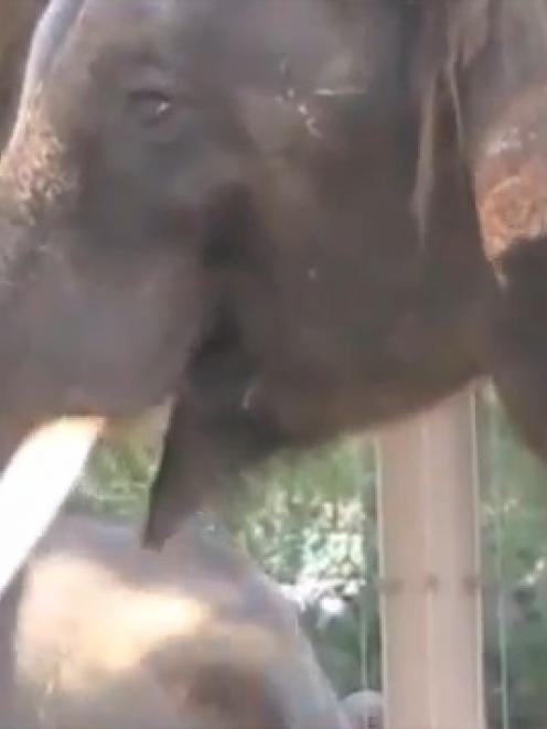 Koshik the 'Korean-speaking' elephant. Photo YouTube