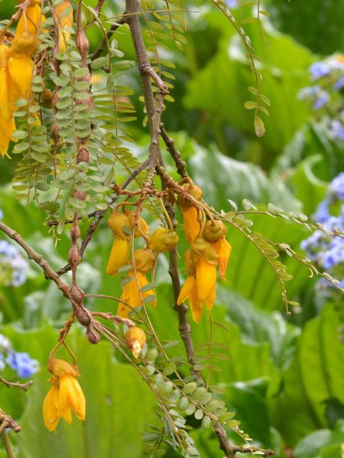 Kowhai and Chatham Island forget-me-nots. Photo by Gerard O'Brien