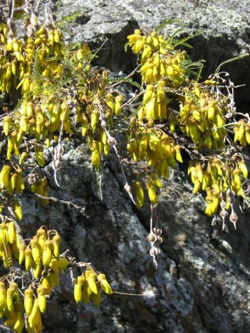 Kowhai trees, like these pictured in the Cromwell Gorge, are being restored on Feehly Hill, in...