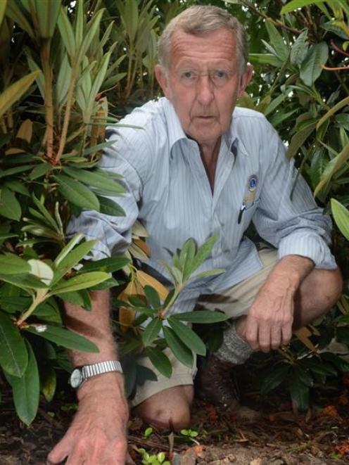 Lady Thorn Rhododendron Dell project convener Les Box points to where a rhododendron  was...