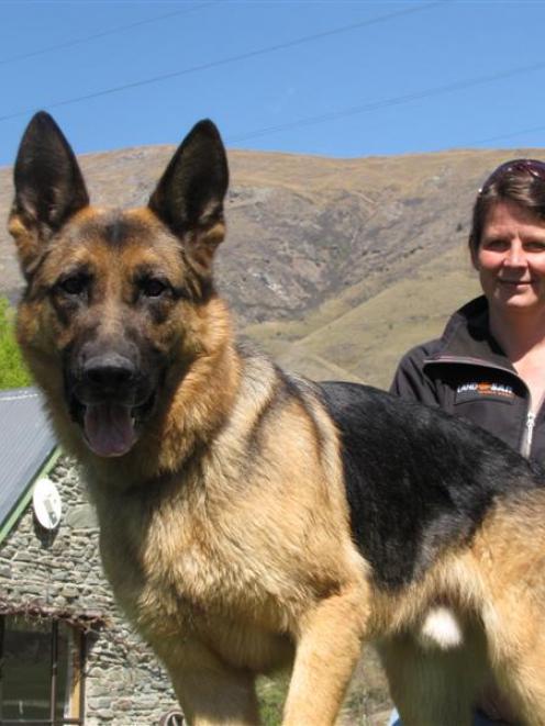 LandSAR Wilderness Tracking dog Vice, a 6-year-old German shepherd, with his handler Heidi...