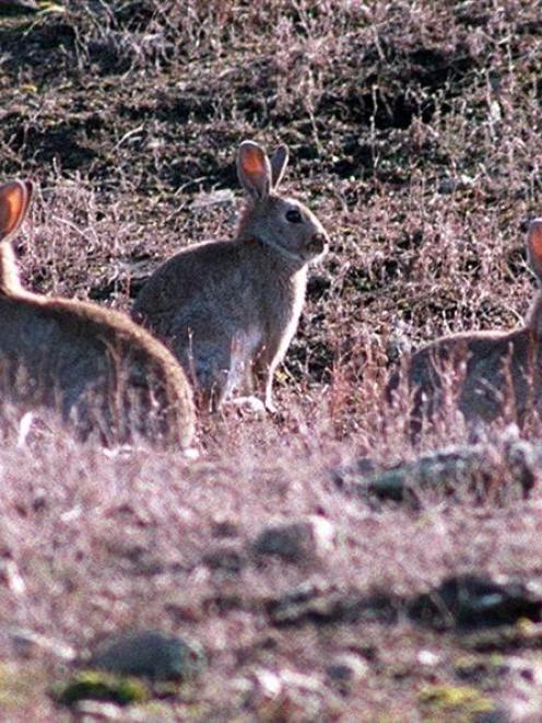 Wild rabbit meat for sale new arrivals