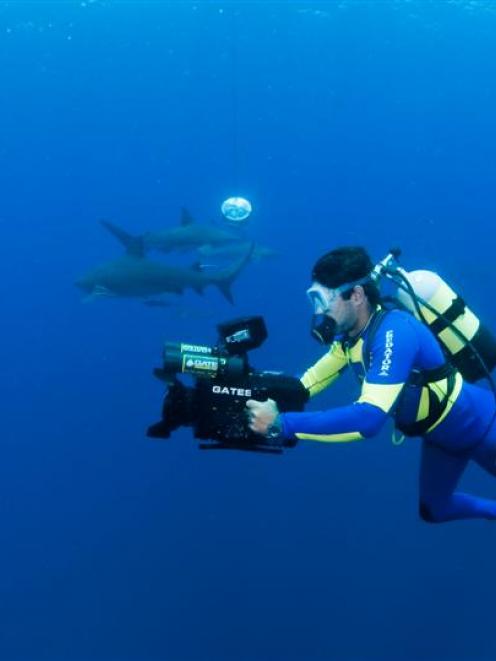 Leading shark scientist Ryan Johnson films among sharks for a documentary. Photo Fiona Ayerst