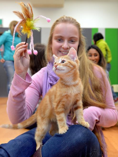 Leandra Fiennes takes time out from her university studies to play with a kitten.  PHOTO: STEPHEN...