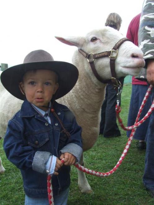 Levi Heffernan (2) took his hefty pet sheep Big Boy to the North Otago A and P Show. Photo by...