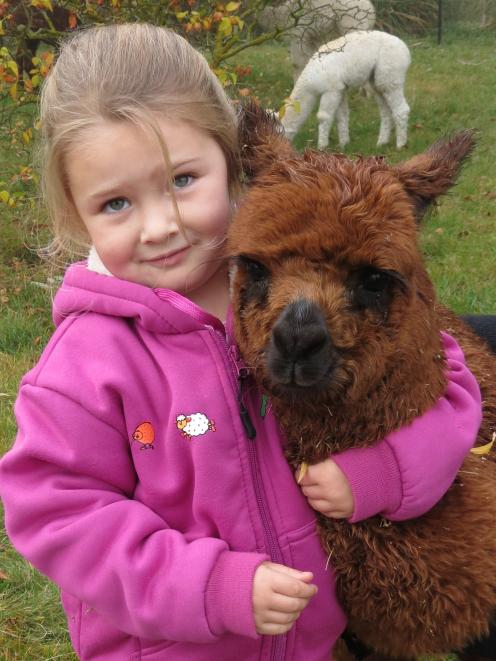 Lexie McNaughton (4), of Springvale, Alexandra, gives alpaca cria Brownie a cuddle during the...