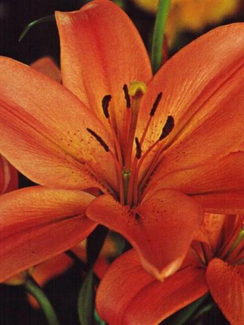 Lilies can be planted in rich, well-drained, lime-free soil, giving the bulbs a chance to settle...