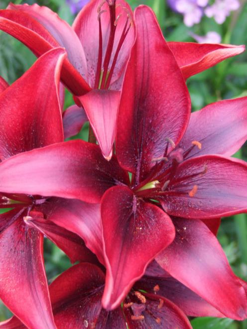 Lilies can be planted now in rich, well-drained, lime-free soil. Photo by Gillian Vine.