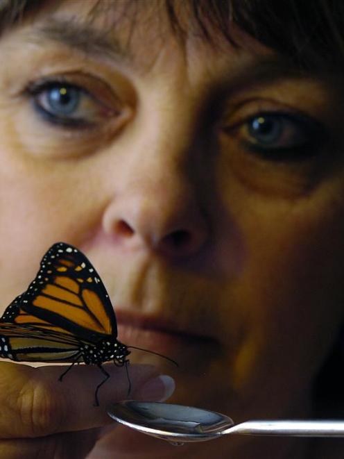 Liz Lammers feeds the monarch butterfly which has made its home in her Dunedin living room. Photo...