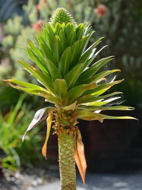 Lobelia deckenii ssp.  keniensis. Photo by Gerard O'Brien.