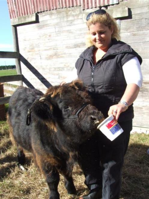 Lynda Anderson and her Highland calf Captain Morgan, who made their show debut at the Plunket...