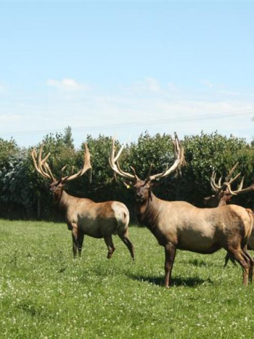 Magnificent trophy elk on Tom May's Mayfield Elk Farm, near Winton. Photo supplied.