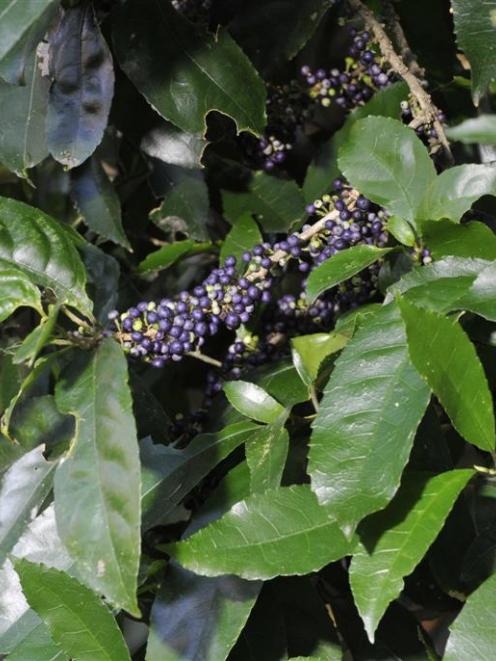 Mahoe, <i>Melicytus ramiflorus</i>. Photo by Gerard O'Brien.