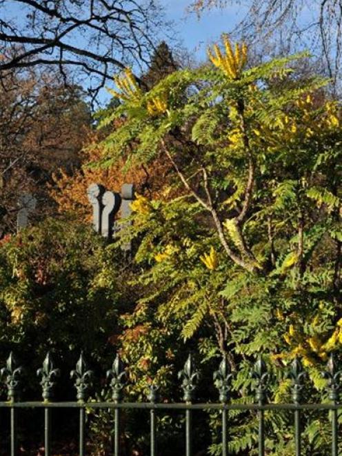 Mahonia oiwakensis ssp. Lomariifolia. Photo by Gregor Richardson.