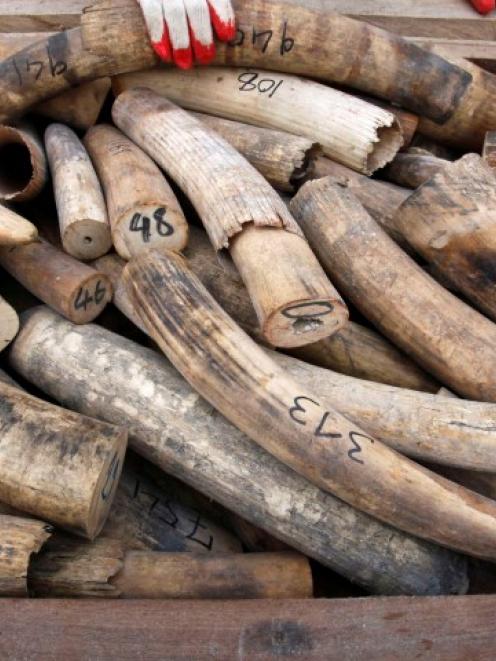 Malaysian customs officers show elephant tusks from Africa which recently seized in Port Klang...