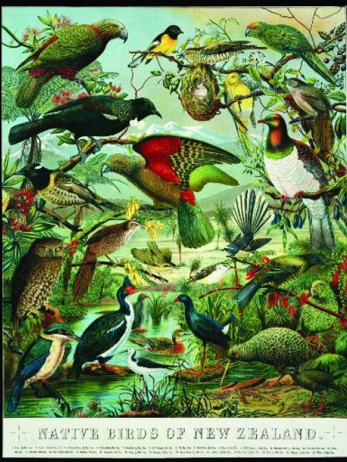Many Pakeha New Zealanders had developed sentimental affection for native birds when this poster,...