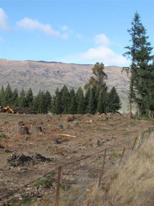 Many trees bordering Cardrona Valley Rd near the entrance to Wanaka have been felled recently....