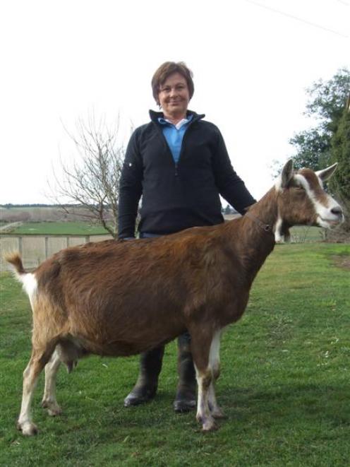 Margaret Tomes and her champion goat Garberdine. Photo by Sally Rae.