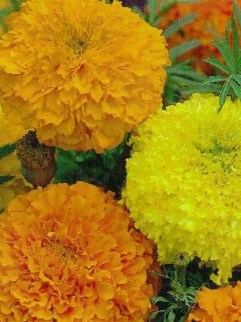 Marigolds sown under cover in August are now ready to transplant to the garden. Photo supplied.