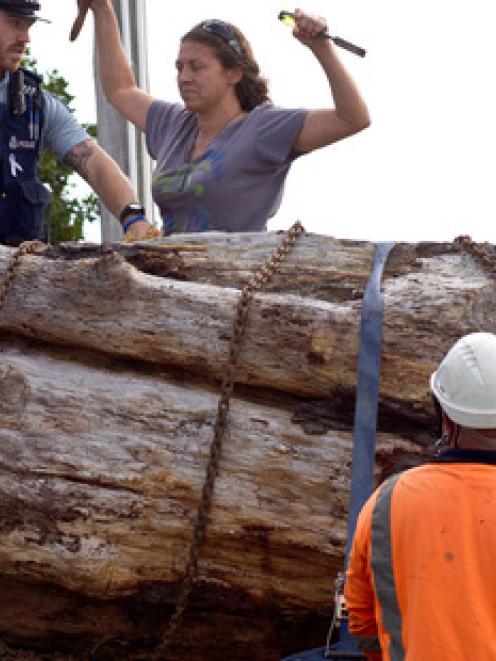 Marita Pettigrew takes to the tree with a chisel as arborists remove part of the One Tree Hill...