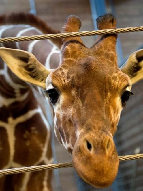Marius the giraffe at Copenhagen Zoo before being killed and fed to lions. REUTERS/Keld Navntoft...