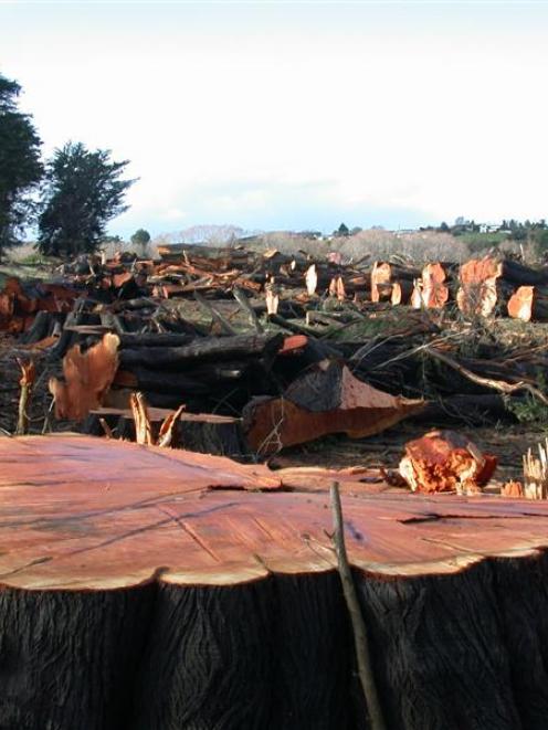 Mature macrocarpa trees felled next to the Maheno Rugby Club ground at Maheno. Photo by David Bruce.