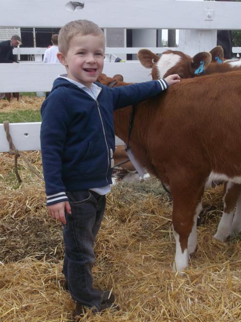 Meet my calf . . .Sam McGuigan (4), of Halswell, is proud of his two-month-old pet Ayreshire calf...