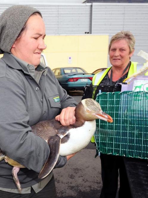 Mel Young unloads a yellow eyed penguin which was flown from Palmerston North to Dunedin today...