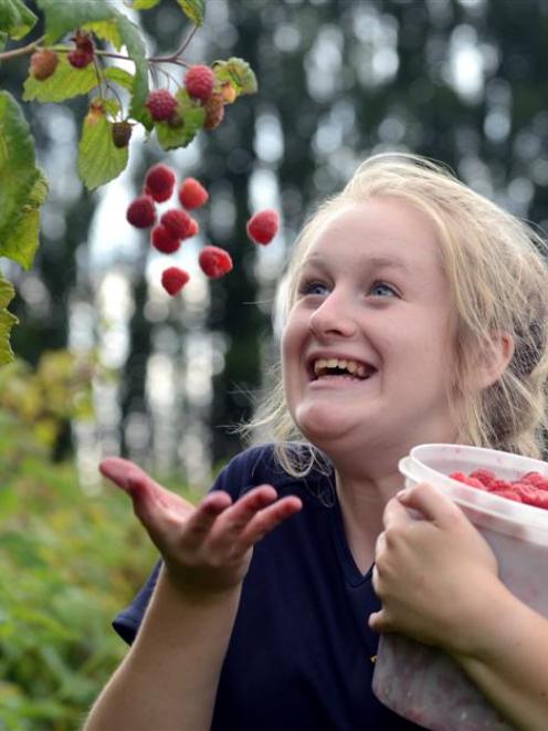 Melina Palmer (16), of Mosgiel, finds plenty to like about picking raspberries at the McArthur's...