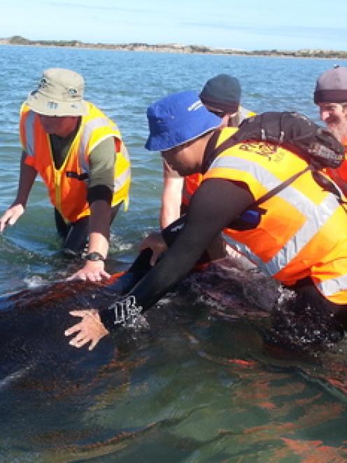 Members of the team attempting to refloat the whales this morning. Photo / Project Jonah