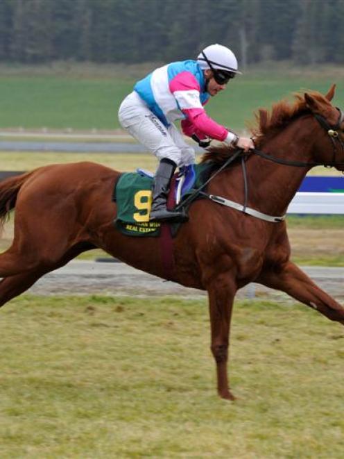 Michael DalyCash Card (Robert Hannam), an impressive winner at Oamaru on Monday. Photo by Tayler...