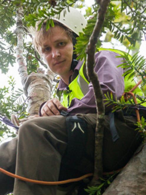 Michael Tavares sits half way up a Kauri tree in protest at 40 Paturoa Rd, Titirangi. Photo: NZ...