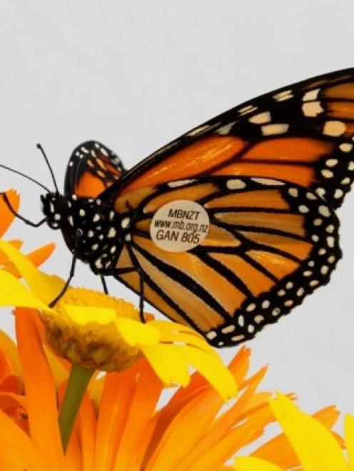 Millions of monarchs migrate to Mexico for the winter. Photo: supplied