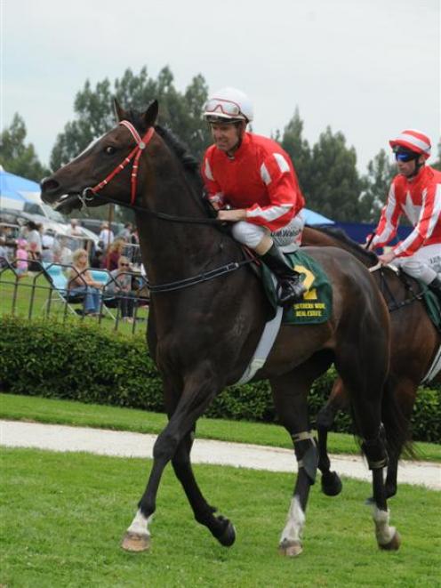 Milo and David Walsh return to scale after a brilliant last-start win in the Dunedin Guineas....