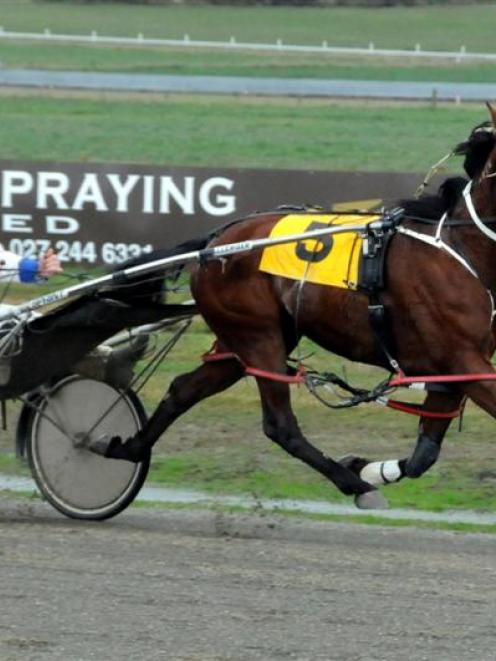 Miss Moonlite who ran a track-record 1.54.7 at Richmond Park yesterday. Photo by Tayler Strong.
