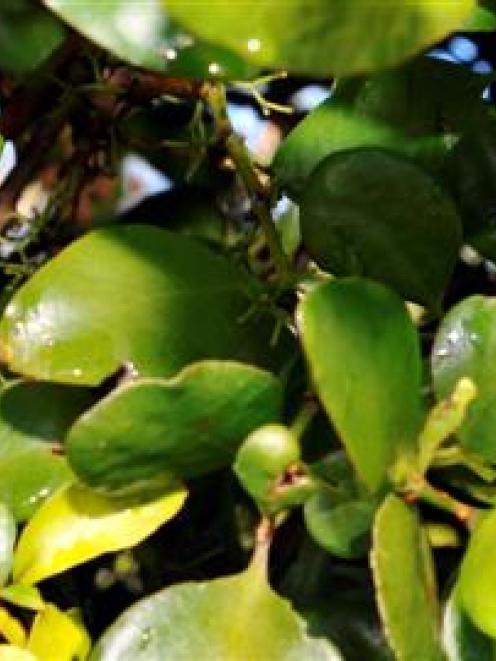 Mistletoe is distributed widely by birds. Photo by Gregor Richardson.