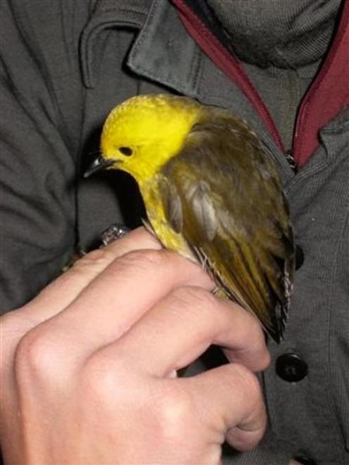 Mohua are classified as nationally endangered. Photo by DOC
