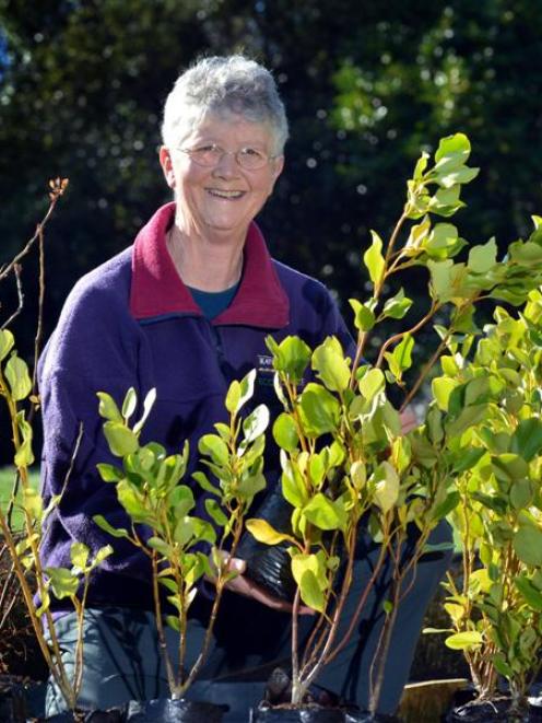 Moira Parker checks on the progress of plants at the Yellow-eyed Penguin Trust nursery. Photo by...