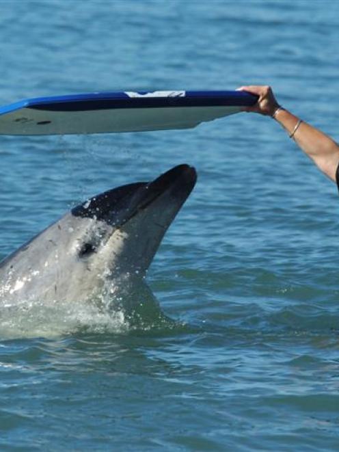Moko the dolphin back at Waikanae Beach playing bodyboard tag with Jessie Burke and a few of her...