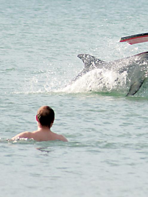 Moko the friendly bottlenose dolphin is shown in this 2008 file photo. Credit:NZPA /Gisborne Herald