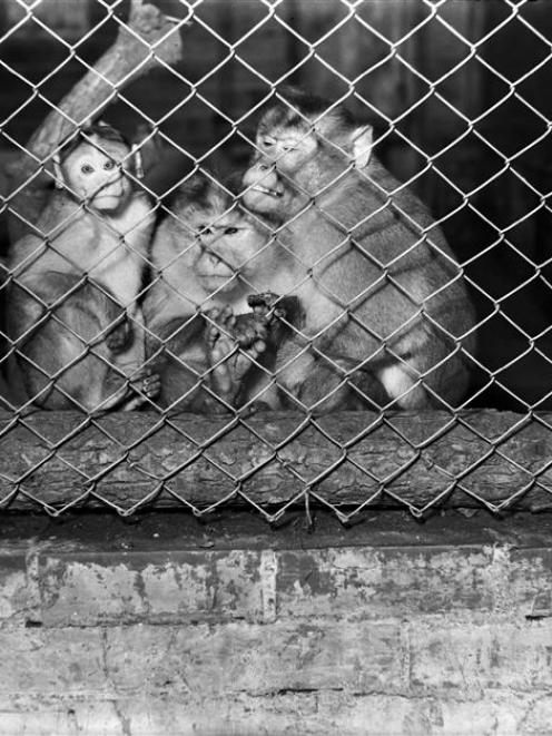 Monkeys at the Dunedin Botanic Garden in 1955.