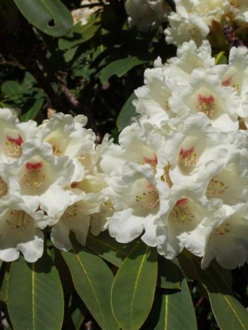 Moonlight Sonata is in flower now in  Dunedin Botanic Garden.