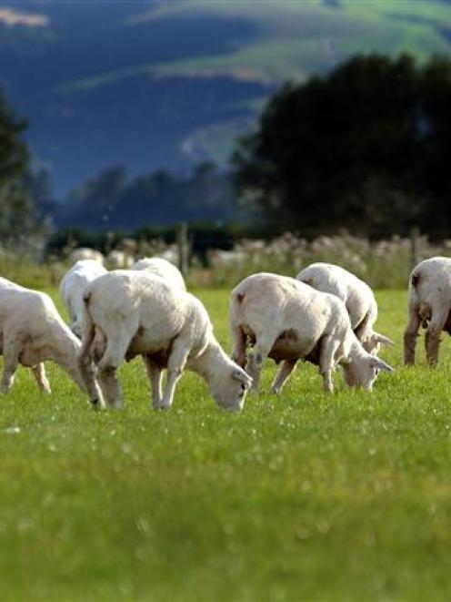 More than half of sheep and beef farmers expect their farm business performance to worsen next...