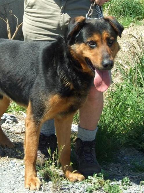 Mowhiti, a 9-year-old German shepherd/Rottweiler cross.