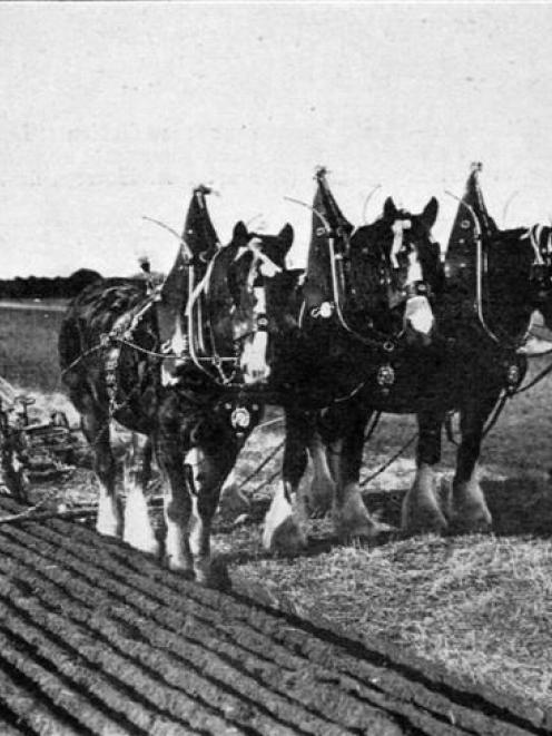 Mr John McFarlane's champion team of mares which took first place at the Drummond ploughing match...