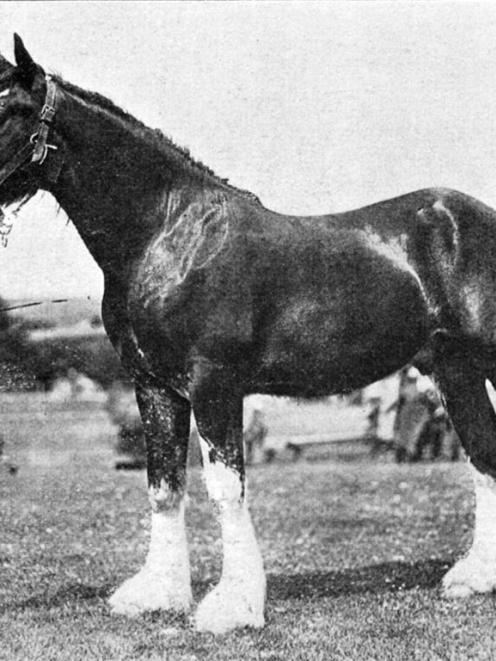 Mrs R. Robinson’s two year old Clydesdale stallion, which won first prize at the Tuapeka...